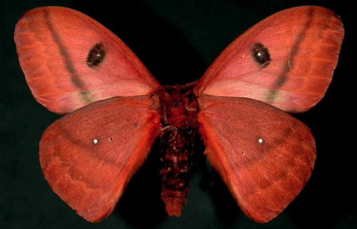 Figura 12. Sector Orosi, Mata Redonda, Area de Conservacion Guanacaste, (445 m; fecha 13 marzo 1996). Adulto <i>Automeris postalbida</i> (Saturniidae). Vista ventral. Hembra. Voucher: 96-SRNP-912-DHJ31095.jpg..
