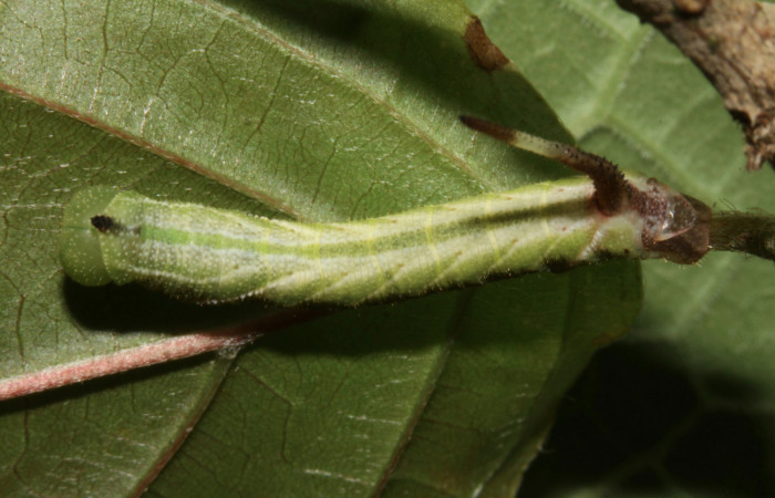 Figura 2.  Larva de <i>Eupyrrhoglossum sagra</i> (Sphingidae) en tercer estadío (19mm), 22 agosto2013, vista dorsal.  Voucher: 13-SRNP-31153-DHJ701361.jpg.