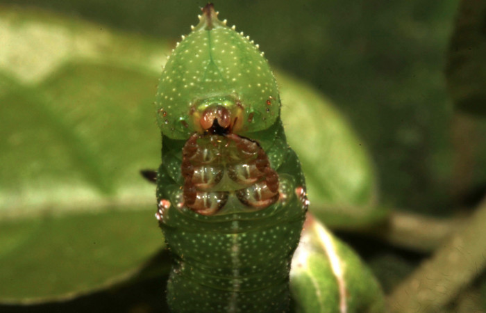 Figura 4. Larva de <i>Eupyrrhoglossum sagra</i> (Sphingidae), mostrando las  patas en tercer estadío. Voucher: 13-SRNP-31153-DHJ701369.jpg.  