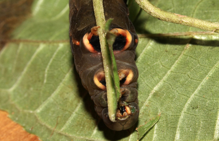 Figura 6. Larva de <i>Eupyrrhoglossum sagra</i> (Sphingidae), mostrando las patas con la coloración en último estadío. Forma cafe.  Voucher: 13-SRNP-31169-DHJ701450.jpg.