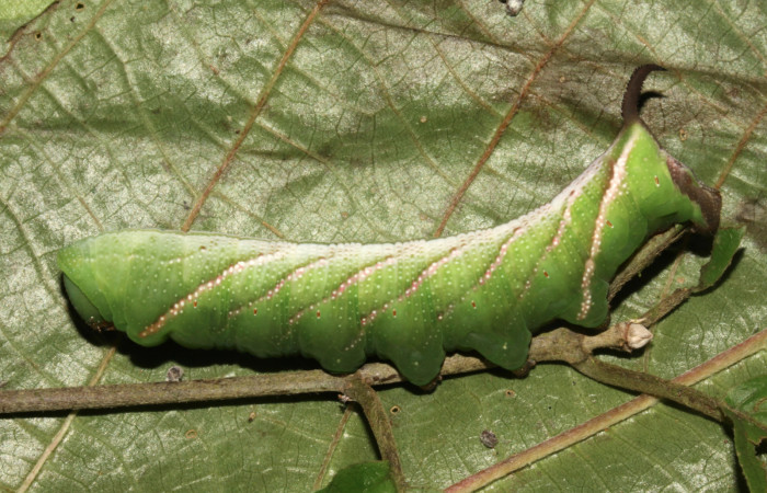 Figura 3. Larva de <i>Eupyrrhoglossum sagra</i> (Sphingidae) en último estadío(63mm), 25 setiembre 2013, vista lateral.  Voucher: 13-SRNP-31170-DHJ701463.jpg. 