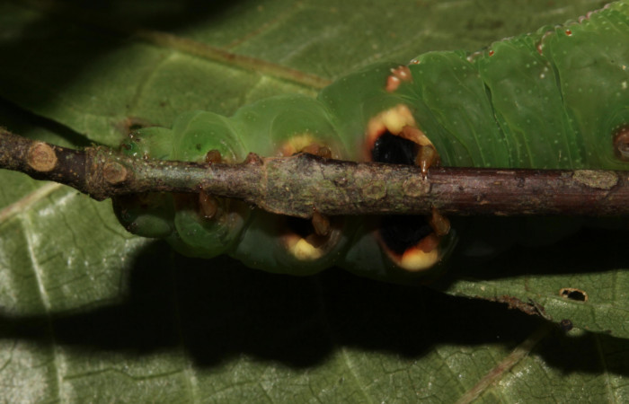 Figura 5. Larva de <i>Eupyrrhoglossum sagra</i> (Sphingidae), mostrando las patas con la coloración en último estadío. Forma verde.  Voucher: 13-SRNP-31170-DHJ701465.jpg.