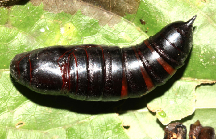 Figura 7. Pupa de <i>Eupyrrhoglossum sagra</i> (Sphingidae). Vista dorsal. Voucher: 13-SRNP-31170-DHJ701469.jpg.