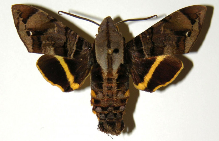Figura 10.  Vista dorsal de macho de <i>Eupyrrhoglossum sagra</i> (Sphingidae). Voucher: 92-SRNP-3904-DHJ304278.jpg.