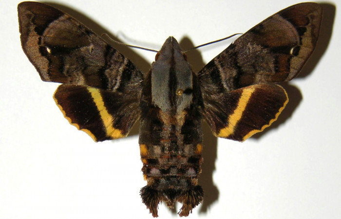 Figura 8. Vista dorsal de hembra de <i>Eupyrrhoglossum sagra</i> (Sphingidae). Voucher: 98-SRNP-9113-DHJ304270.jpg. 
