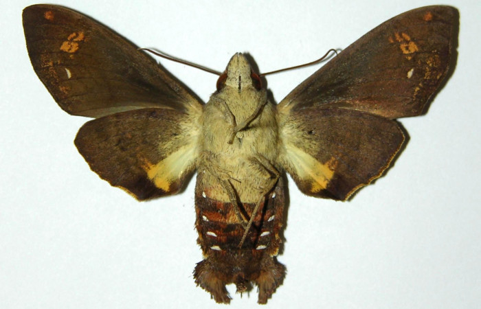 Figura 9. Vista ventral de hembra de <i>Eupyrrhoglossum sagra</i> (Sphingidae). Voucher: 98-SRNP-9113-DHJ304271.jpg. 