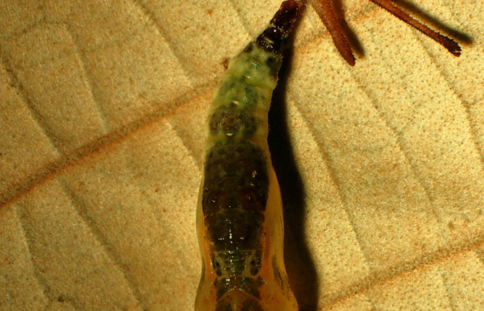Figura 9. Pupa de <i>Macrosoma conifera</i>, Hedylidae, (17mm), 19/julio/2000, vista dorsal. Voucher: 00-SRNP-15830-DHJ55787.jpg.  