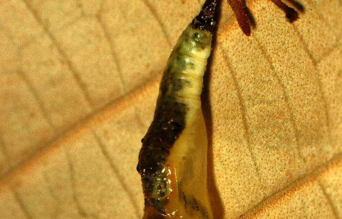 Figura 10. Pupa de <i>Macrosoma conifera</i>, Hedylidae, (17mm), 19/julio/2000, vista dorsal. Voucher: 00-SRNP-15830-DHJ55789.jpg.  