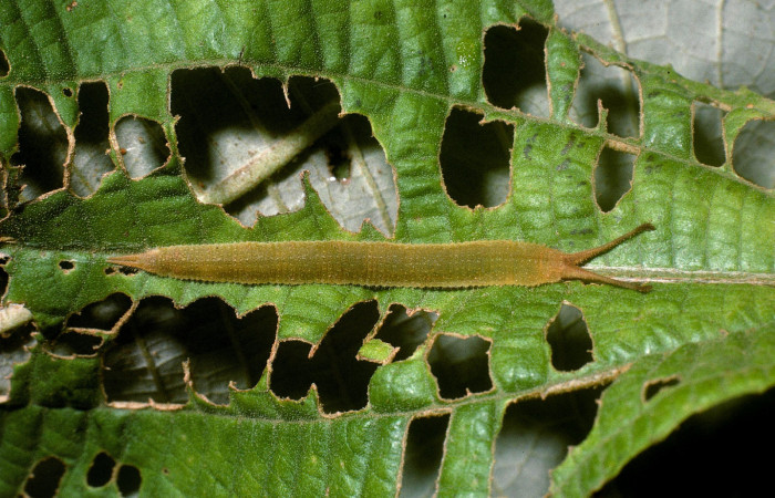 Figura 6. Larva de <i>Macrosoma conifera</i>, Hedylidae en ultimo estadío, (38mm), 8/agosto/2004, vista dorsal. Voucher: 04-SRNP-41974-DHJ87075.jpg.  