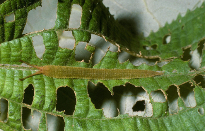 Figura 8. Larva de <i>Macrosoma conifera</i>, Hedylidae, en ultimo estadío, (38mm), 8/agosto/2004, vista dorsal. Voucher: 04-SRNP-41974-DHJ87094.jpg.  