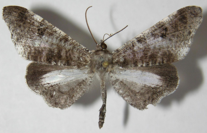 Figura 1. Adulto de <i>Macrosoma conifera</i>, Hedylidae. Vista dorsal del macho, 36mm. Voucher: 09-SRNP-70861-DHJ515886.jpg.  