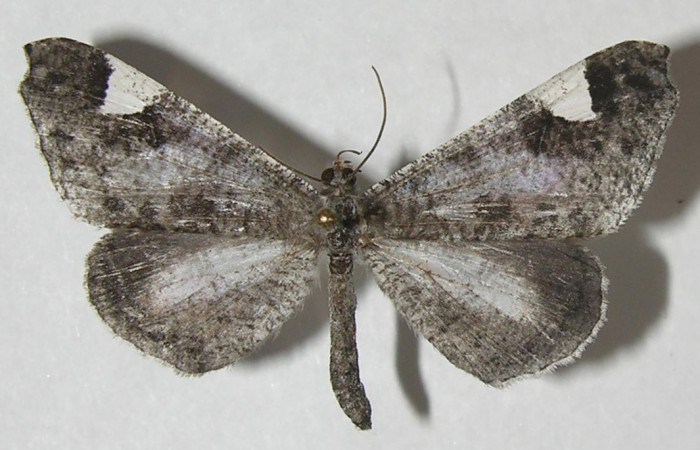 Figura 3. Adulto de <i>Macrosoma conifera</i>, Hedylidae. Vista dorsal de la hembra, 36mm. Voucher:11-SRNP-32042-DHJ553752.jpg.