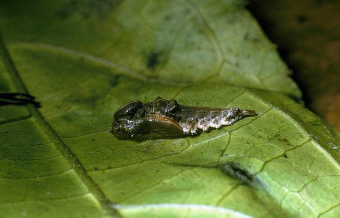 Figura 14. Pupa de <i>Macrosoma cascaria</i>, Hedylidae, en ultimo estadío, (15mm), 2/Abil/2004, Pupa lateral. Voucher: 04-SRNP-40726-DHJ83185.jpg.  