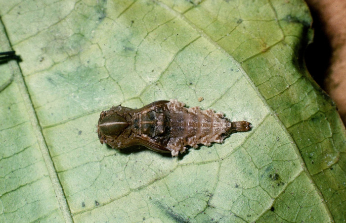 Figura 15. Pupa de <i>Macrosoma cascaria</i>, Hedylidae, en ultimo estadío, (15mm), 2/Abril/2004, Pupa dorsal. Voucher: 04-SRNP-40726-DHJ83186.jpg.  