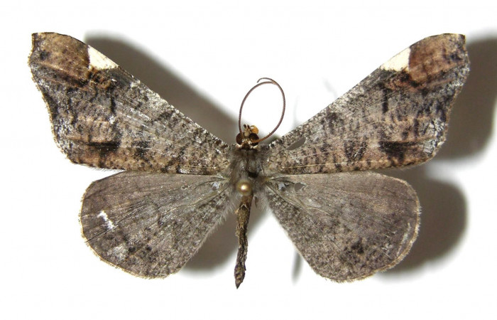 Figura 1. Adulto de <i>Macrosoma cascaria</i>, Hedylidae. Vista dorsal del macho, 38mm. Voucher:  05-SRNP-7991-DHJ331728.jpg.  