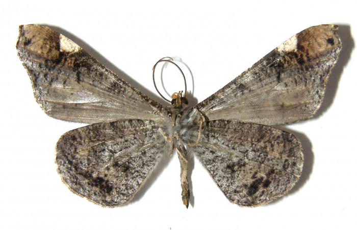 Figura 2. Adulto de <i>Macrosoma cascaria</i>, Hedylidae. Vista ventral del macho, 38mm. Voucher: 05-SRNP-7991-DHJ331729.jpg.  