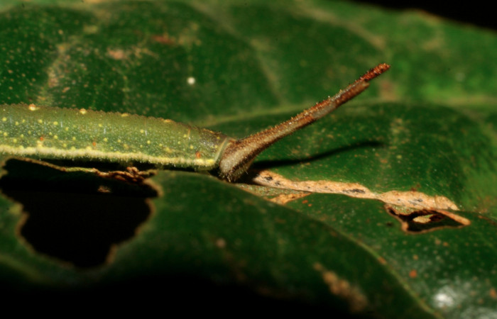 Figura 12. Larva de <i>Macrosoma cascaria</i>, Hedylidae, en ultimo estadío, (33mm), 19/Agosto/2007, vista lateral de cabeza. Voucher: 07-SRNP-45764-DHJ428384.jpg.  