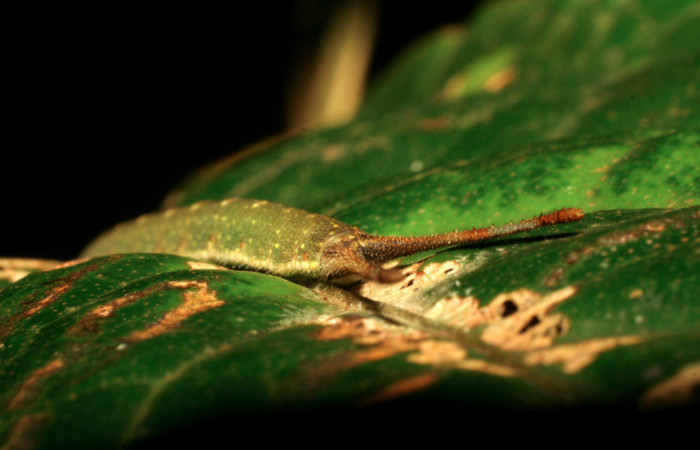 Figura 11. Larva de <i>Macrosoma cascaria</i>, Hedylidae, en ultimo estadío, (33mm), 19/Agosto/2007, vista de como pone su cabeza en la hoja. Voucher: 07-SRNP-45764-DHJ428386.jpg.  