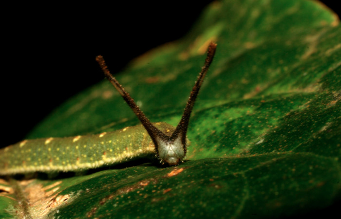 Figura 13. Larva de <i>Macrosoma cascaria</i>, Hedylidae, en ultimo estadío, (33mm), 19/Agosto/2007, cabeza de frente. Voucher: 07-SRNP-45764-DHJ428387.jpg.  