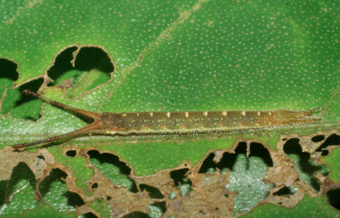 Figura 10. Larva de <i>Macrosoma cascaria</i>, Hedylidae, en penultimo estadío, (26mm), 29/Octubre/2008, vista lateral. Voucher: 08-SRNP-6033-DHJ445040.jpg.  