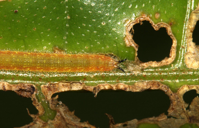 Figura 8. Larva de <i>Macrosoma cascaria</i>, Hedylidae, en segundo estadío, (8mm), 05/mayo/2014, vista dorsal de colitas . Voucher: 14-SRNP-30703-DHJ720839.jpg  