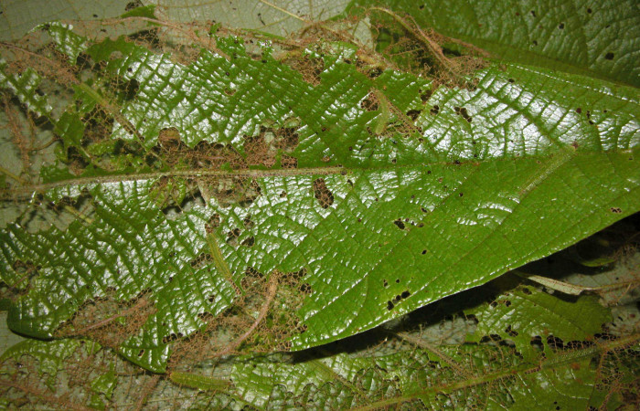 Figura 4. <i>Macrosoma tipulata</i>, Hedylidae. Aquí se muestra la forma de alimentarse de estas larvas, ver los daños en la hoja, 23/marzo/2005. Voucher: 05-SRNP-21249-DHJ403524.jpg.  