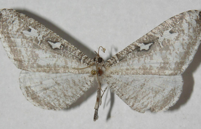 Figura 1. Adulto de <i>Macrosoma tipulata</i>, Hedylidae. Vista dorsal, 44mm. Voucher: 12-SRNP-31284-DHJ567702.jpg.  