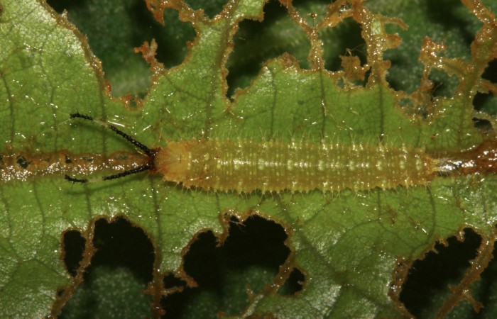 Figura 3. Larva de <i>Macrosoma tipulata</i>, Hedylidae. Larva en tercer estadío, (8mm), 07/julio/2014, vista dorsal. Voucher:14-SRNP-30896-DHJ721027.jpg.  