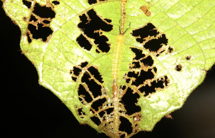 Figura 5. Larva de <i>Macrosoma tipulata</i>, Hedylidae. Posada en la vena central de la hoja en tercer   estadío, (8mm), 10/julio/2014, vista dorsal. Voucher: 14-SRNP-30896-DHJ721029.jpg.