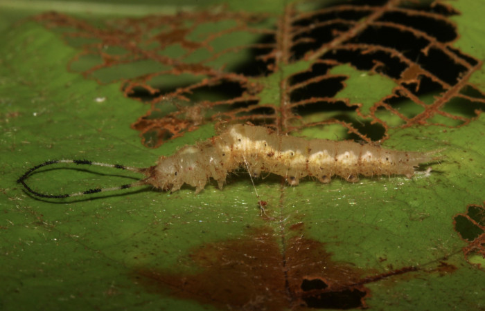 Figura 7. Prepupa de <i>Macrosoma tipulata</i>, Hedylidae. 28/julio/2014, 18 mm. Vista lateral. Voucher: 14-SRNP-30943-DHJ721073.jpg.  
