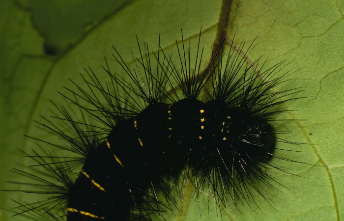 Figura 5. Larva de <i>Melese incertus</i>. Erebidae. Larva en ultimo estadío, (30mm), 07/junio/2000, ultima parte. Voucher: 00-SRNP-11374-DHJ54193.jpg.