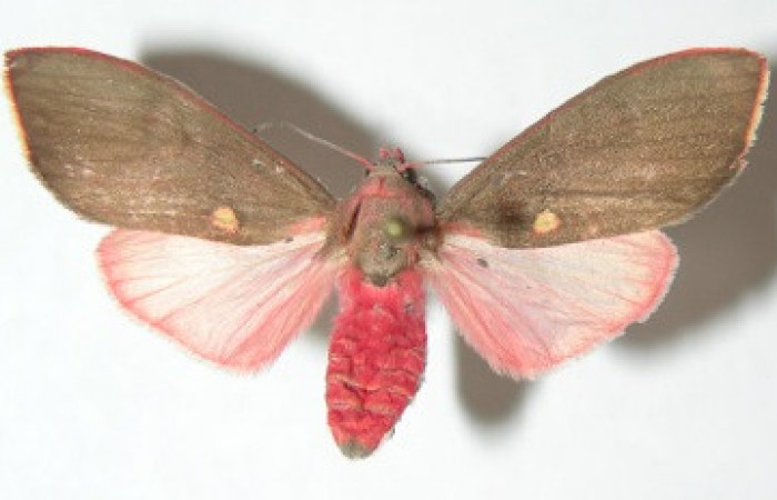 Figura 7. Adulto de <i>Melese</i> incertusDHJ04. Erebidae,(33mm), Vista dorsal. Voucher:06-SRNP-41147-DHJ343286.jpg.