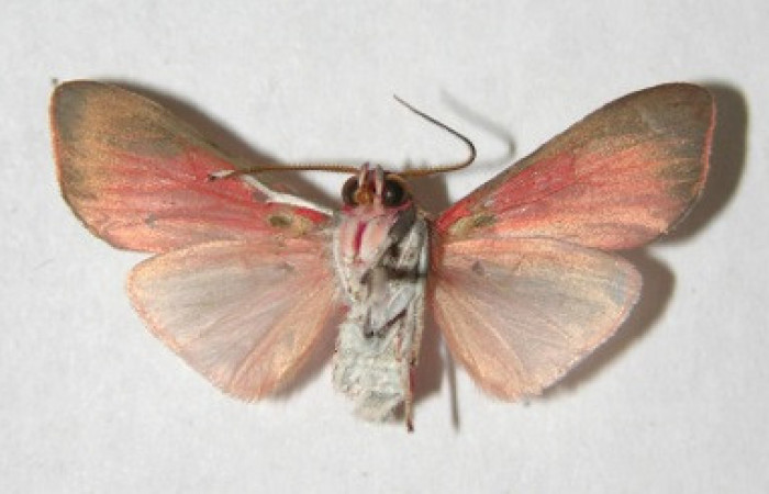 Figura 12. Adulto de <i>Melese</i> incertusDHJ04. Erebidae,(24mm), Vista ventral. Voucher:06-SRNP-43152-DHJ353861.jpg.