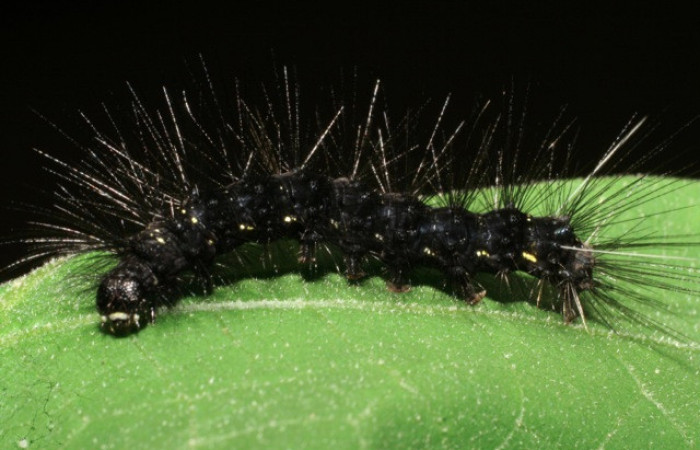 Figura 14. Larva de <i>Melese</i> incertusDHJ04. Erebidae. Larva en penultimo estadío, (30mm), 27/Agosto/2006, Vista lateral. Voucher:06-SRNP-43152-DHJ417227.jpg.