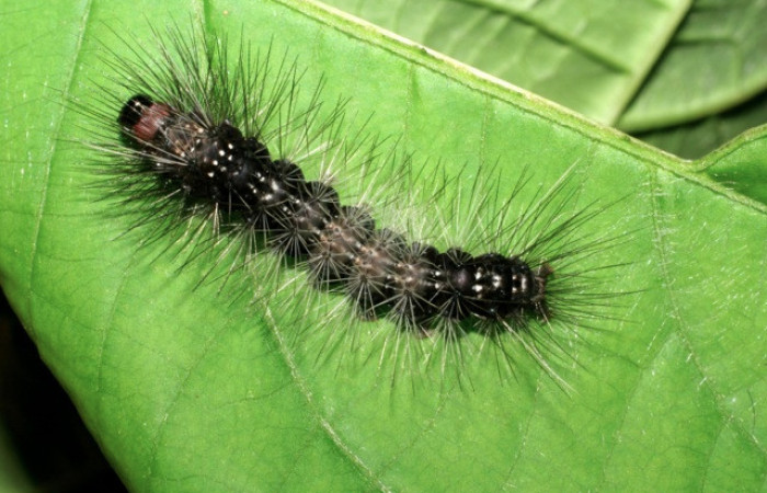 Figura 18. Larva de <i>Melese</i> incertusDHJ04. Erebidae. Larva en penultimo estadío, (23mm), 07/Setiembre/2007, Vista dorsal. Voucher:07-SRNP-3024-DHJ425968.jpg.
