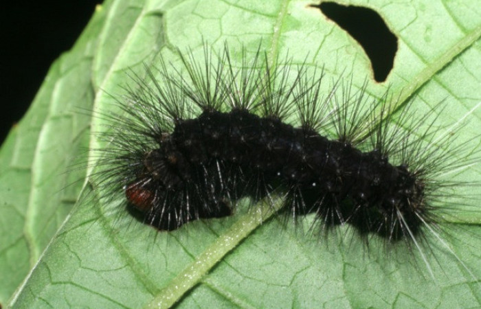 Figura 25. Larva de <i>Melese</i> incertusDHJ04. Erebidae. Larva en ultimo estadío, (28mm), 26/Octubre/2008, Vista lateral. Voucher:08-SRNP-32701-DHJ446326.jpg.