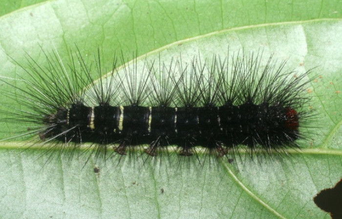 Figura 21. Larva de <i>Melese</i> incertusDHJ04. Erebidae. Larva en ultimo estadío, (31mm), 29/Octubre/2008, Vista lateral. Voucher:08-SRNP-5684-DHJ444758.jpg.