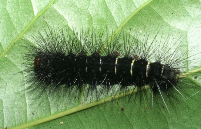 Figura 22. Larva de <i>Melese</i> incertusDHJ04. Erebidae. Larva en ultimo estadío, (31mm), 29/Octubre/2008, Vista dorsal. Voucher:08-SRNP-5684-DHJ444762.jpg.