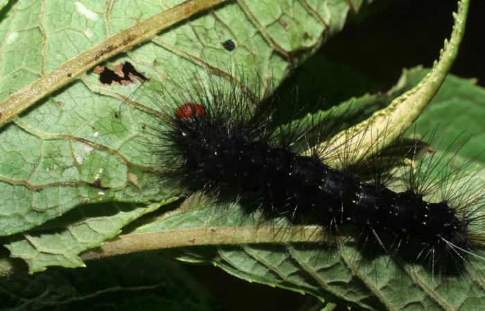 Figura 34. Larva de <i>Melese</i> incertusDHJ04. Erebidae. Larva en ultimo estadío, (27mm), 27/Agosto/2008, Vista lateral. Voucher:08-SRNP-72196-DHJ447176.jpg.