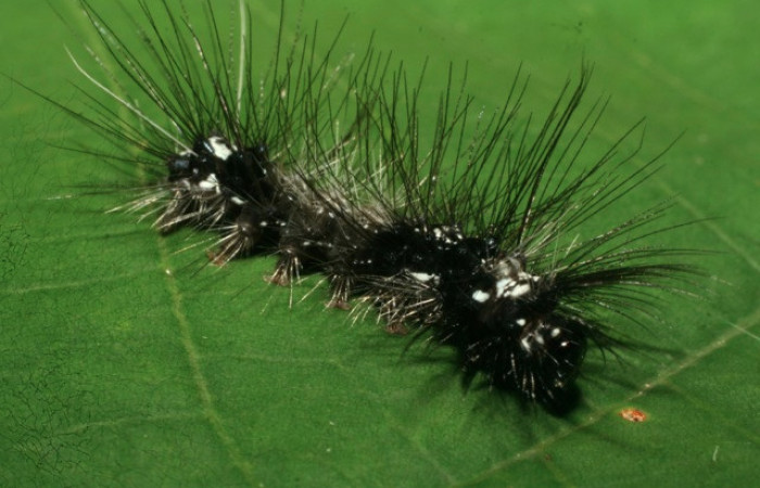 Figura 37. Larva de <i>Melese</i> incertusDHJ04. Erebidae. Larva en penultimo estadío, (20mm), 24/julio/2009, Vista lateral. Voucher:09-SRNP-71437-DHJ461164.jpg