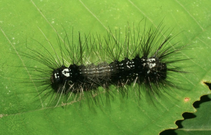 Figura 38. Larva de <i>Melese</i> incertusDHJ04. Erebidae. Larva en penultimo estadío, (20mm), 24/julio/2009, Vista dorsal. Voucher:09-SRNP-71437-DHJ461167.jpg