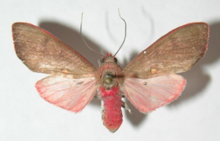 Figura 35. Adulto de <i>Melese</i> incertusDHJ04. Erebidae,(30mm), Vista dorsal. Voucher:09-SRNP-71437-DHJ513974.jpg.