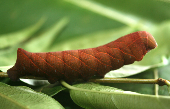 Parte lateral entero de Pachylioides resumens (Sphingidae) PU. Voucher :12-SRNP-72039-DHJ495744.jpg.