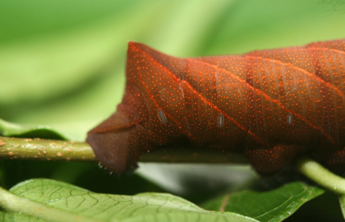 Parte trasera de Pachylioides resumens (Sphingidae) PU Voucher :12- SRNP-72039-DHJ495746.jpg.
