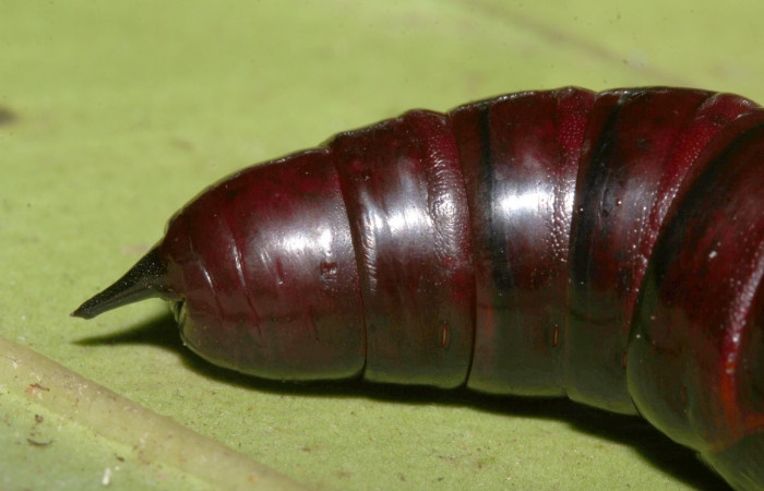 Pupa parte trasera de Pachylioides resumens (Sphingidae) Penúltimo estadio. Voucher : 17-SRNP-32553-DHJ743228.jpg.