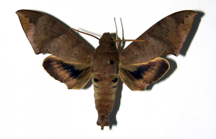 Adulto de Pachylioides resumens (Sphingidae). Voucher : 83-SRNP-536A-DHJ95726 macho.