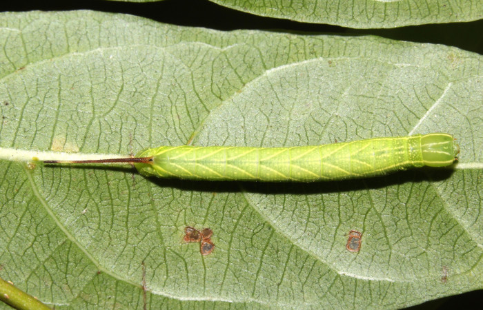 Parte dorsal de Pachylioides resumens (Sphingidae), tercer estadio. Voucher: 17-SRNP-32553-DHJ743041.jpg.
