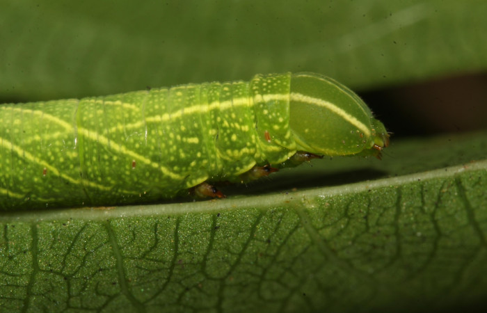 Parte lateral frontal de Pachylioides resumens (Sphingidae) tercer estadio. Voucher : 17-SRNP-32553-DHJ743043.jpg.
Figura 5. Parte frontal de Pachylioides resumens (Sphingidae) tercer estadio. Voucher: 17-SRNP-32553-DHJ743044.jpg.
Pachylioides resumens (Sphingidae) en penúltimo estadio: En este estadio su tamaño aumenta se pone robusta y puede ser verde o marrón (Fig.6-11).
En este estadio son mas fáciles de encontrar en la planta hospedera por su tamaño y color pues en los primeros estadios su camuflaje no permite verlos.