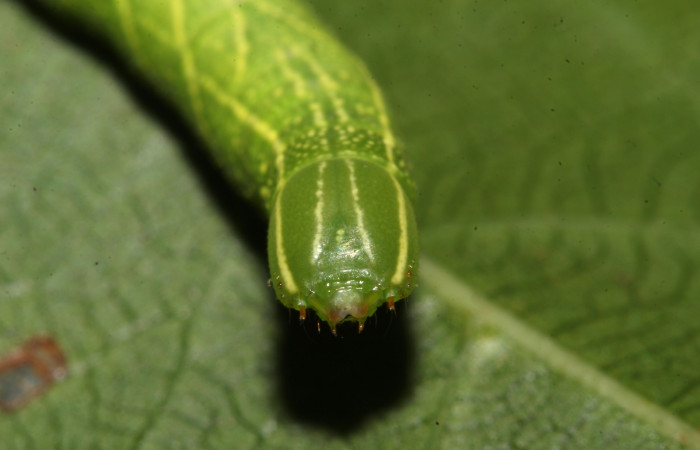 Parte frontal de Pachylioides resumens (Sphingidae) tercer estadio. Voucher: 17-SRNP-32553-DHJ743044.jpg.