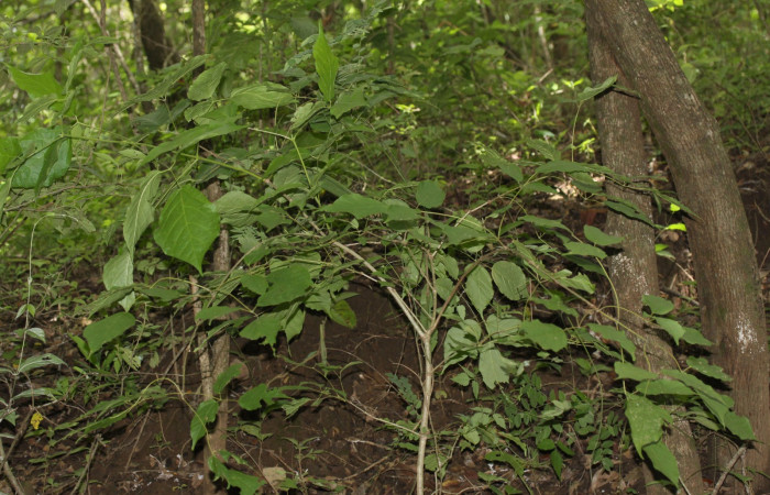 Fig.10 Hábito de planta entera de  <i>Xylophragma seemanniana</i>, hospedero de <i>Adelpha fundania</i> . Sector Mundo Nuevo.